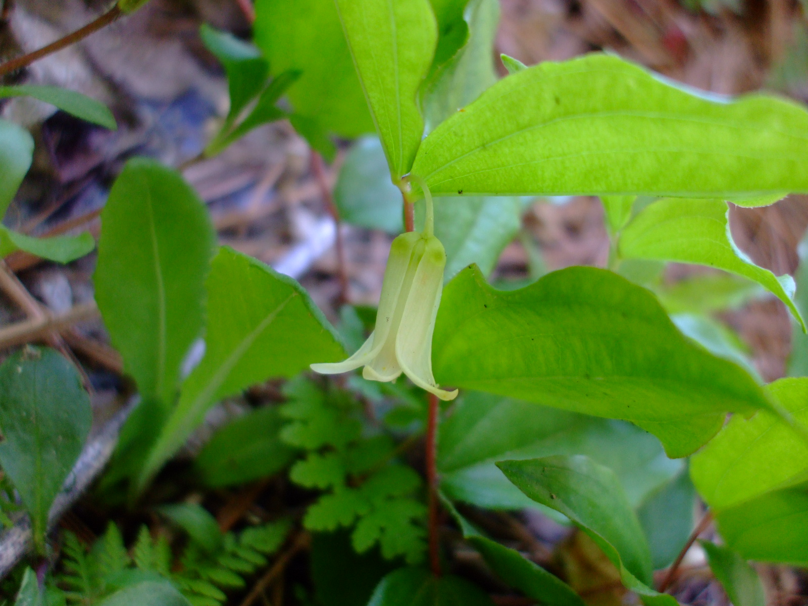 Disporum smithii